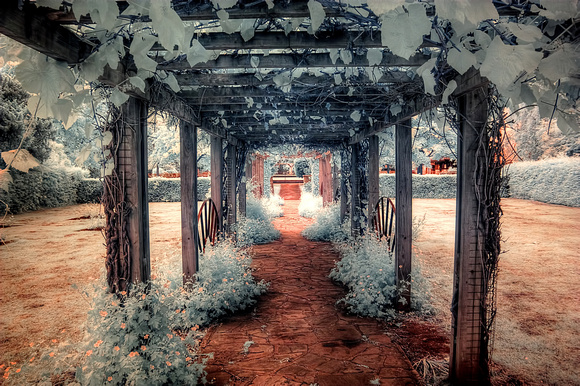 Walkway In The Rose Garden