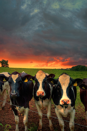 Cattle At Sunset