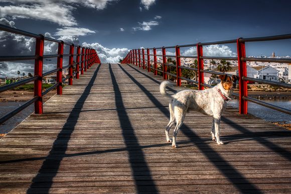 Max On The Footbridge