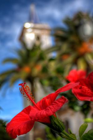 Hibiscus By The Church